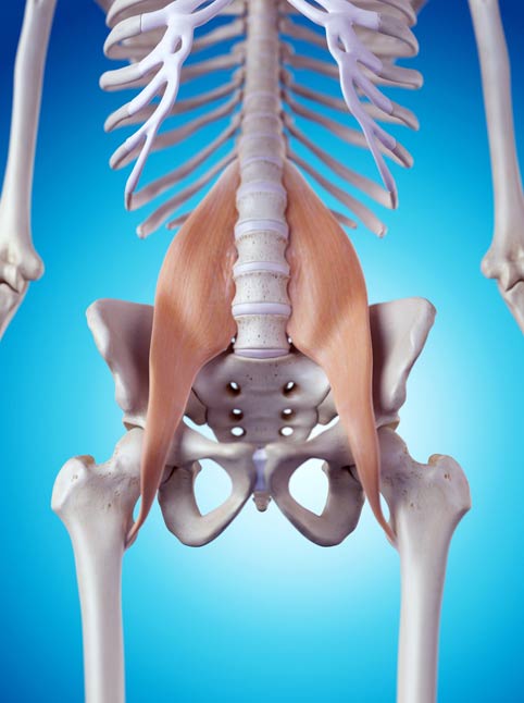 The Psoas muscle